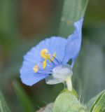 Commelina subspecies livingstonii