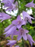 Campanula bononiensis