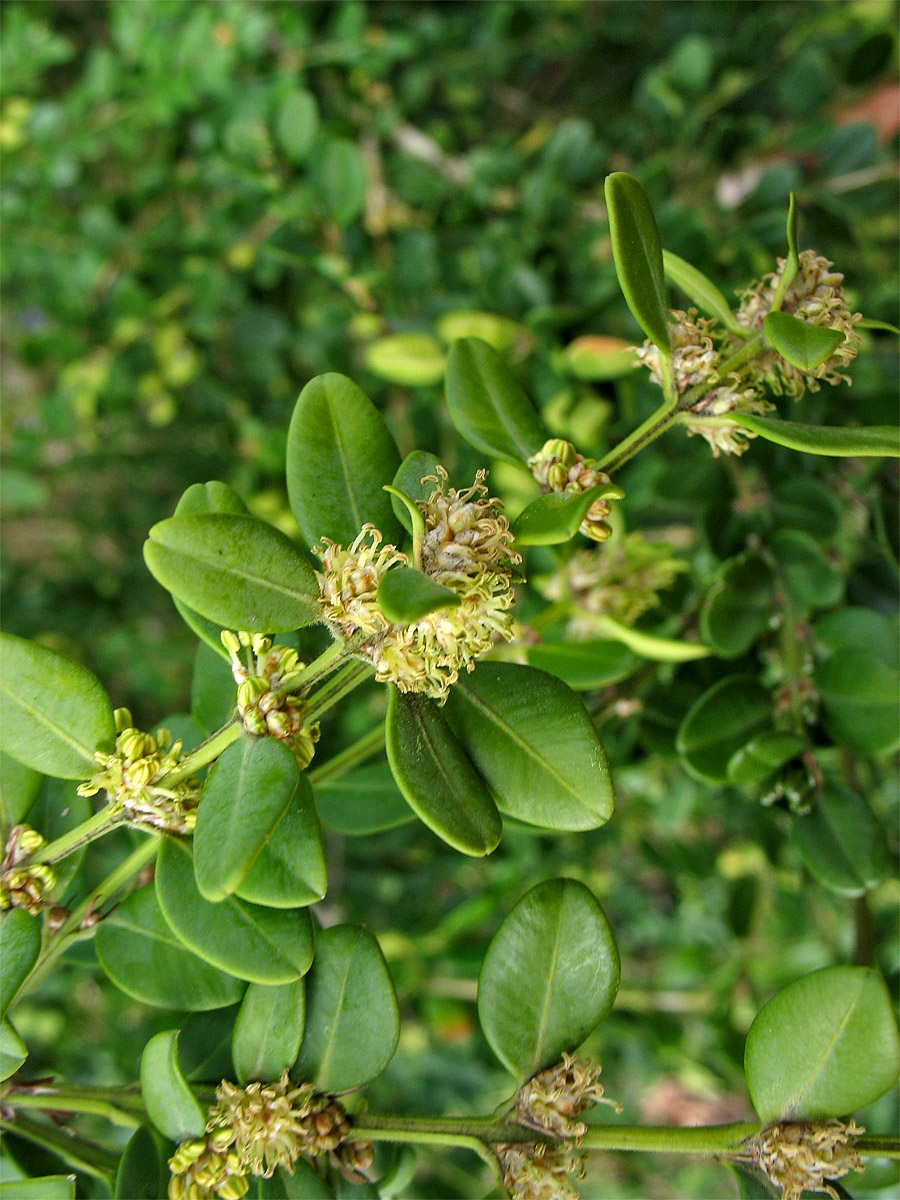 Image of Buxus sinica var. insularis specimen.