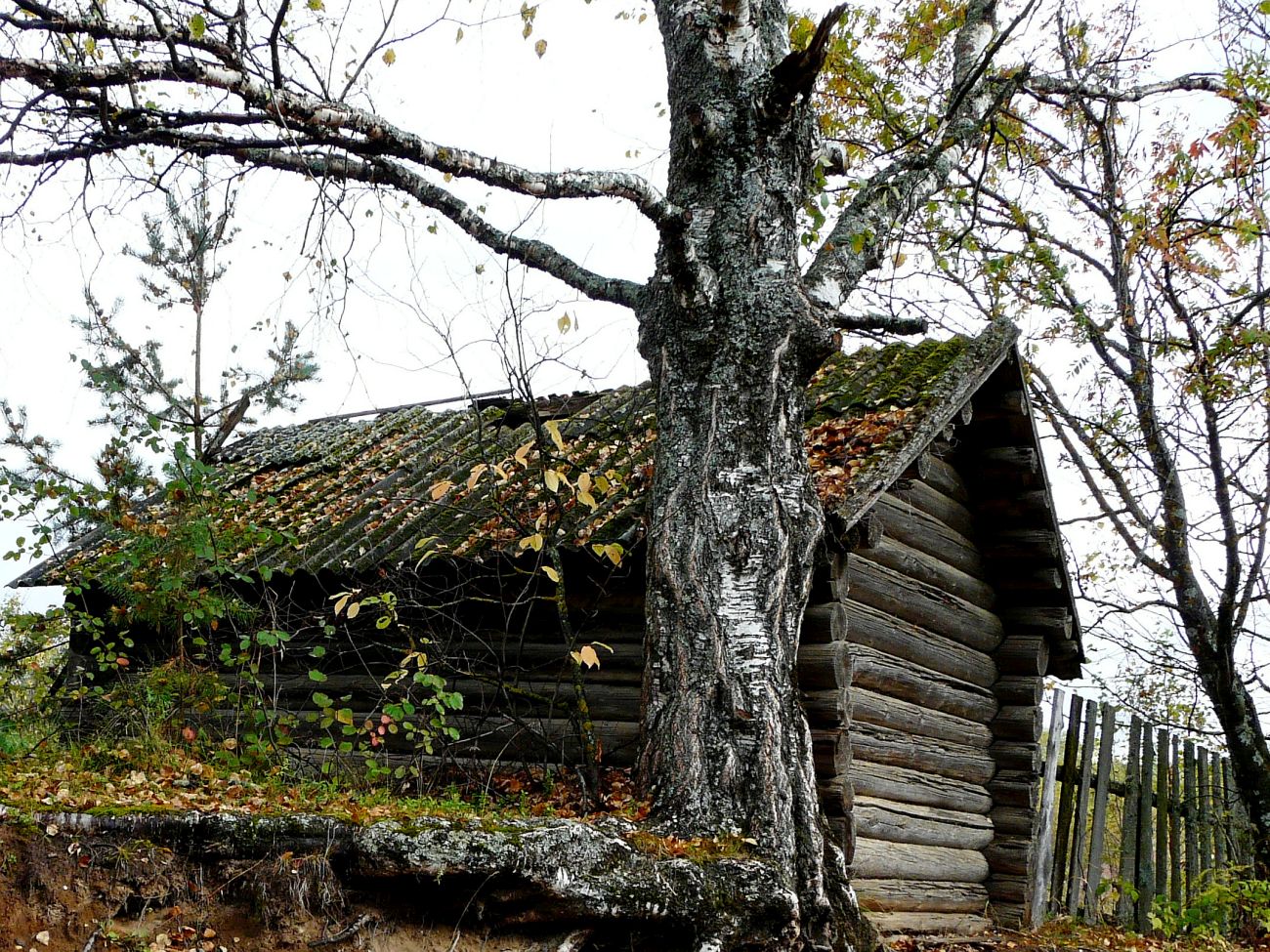 Image of Betula pendula specimen.