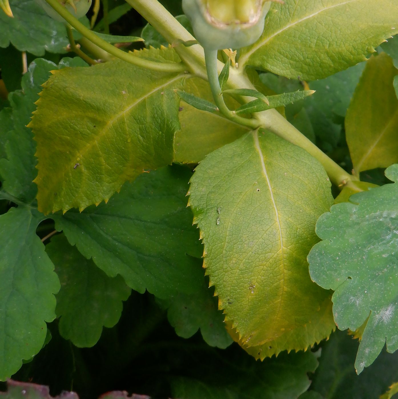 Изображение особи Platycodon grandiflorus.