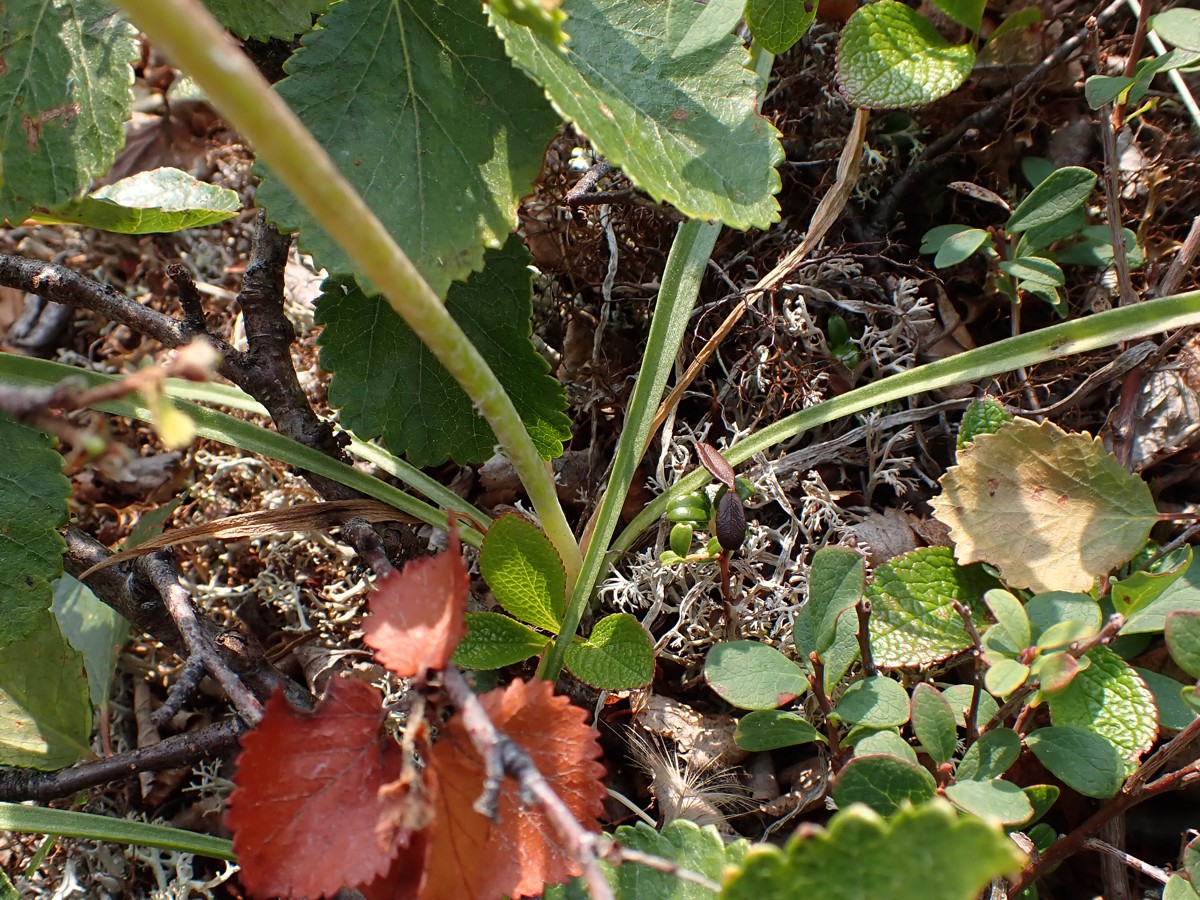 Image of Scorzonera radiata specimen.