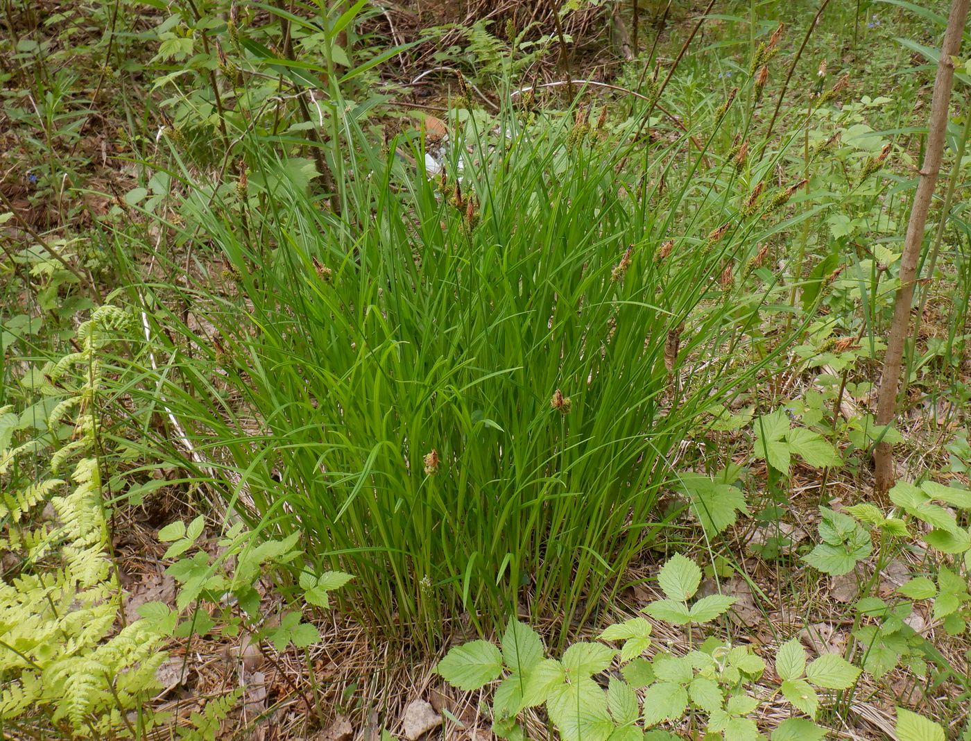 Изображение особи Carex cespitosa.