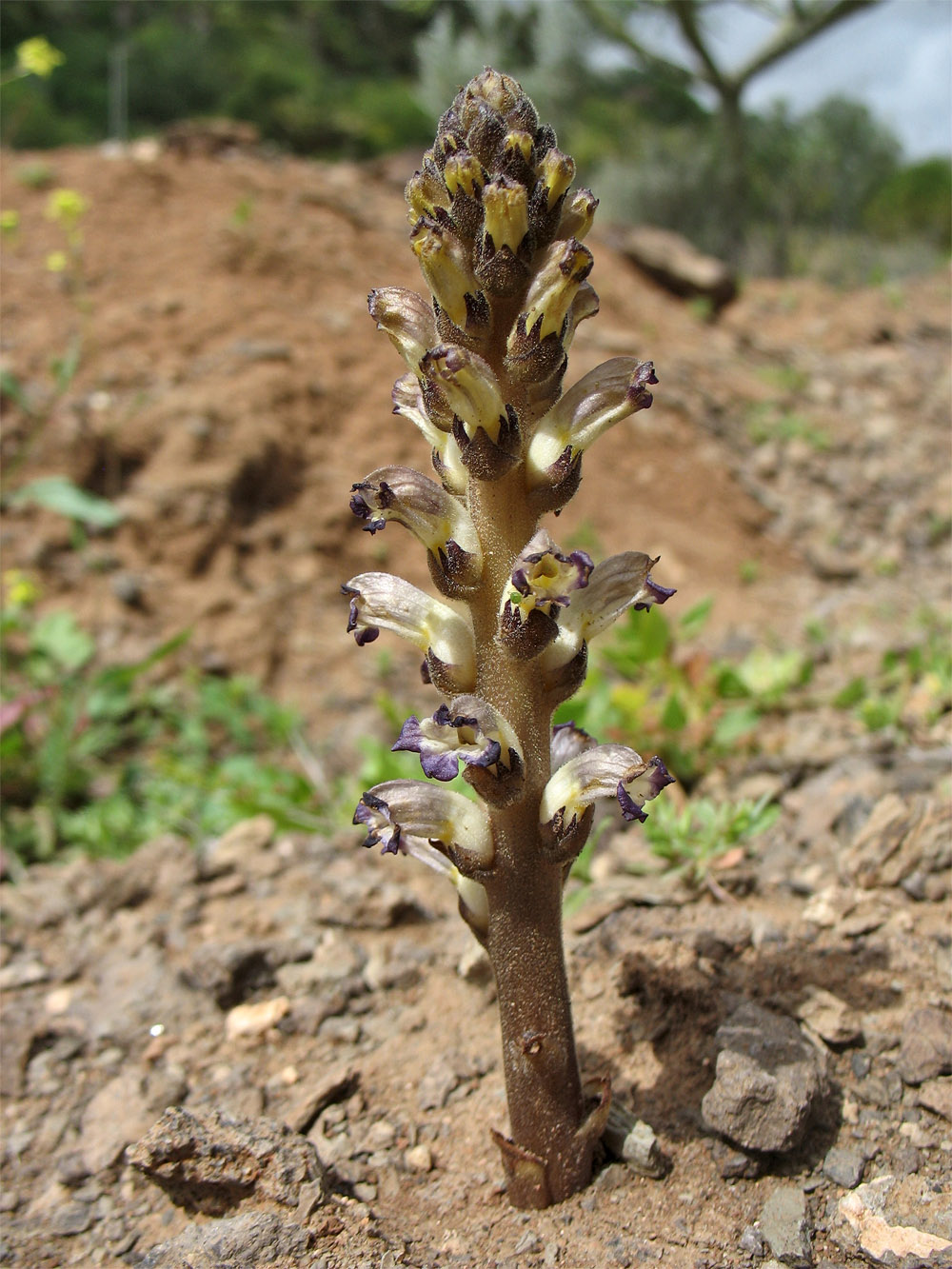 Изображение особи Orobanche cernua.