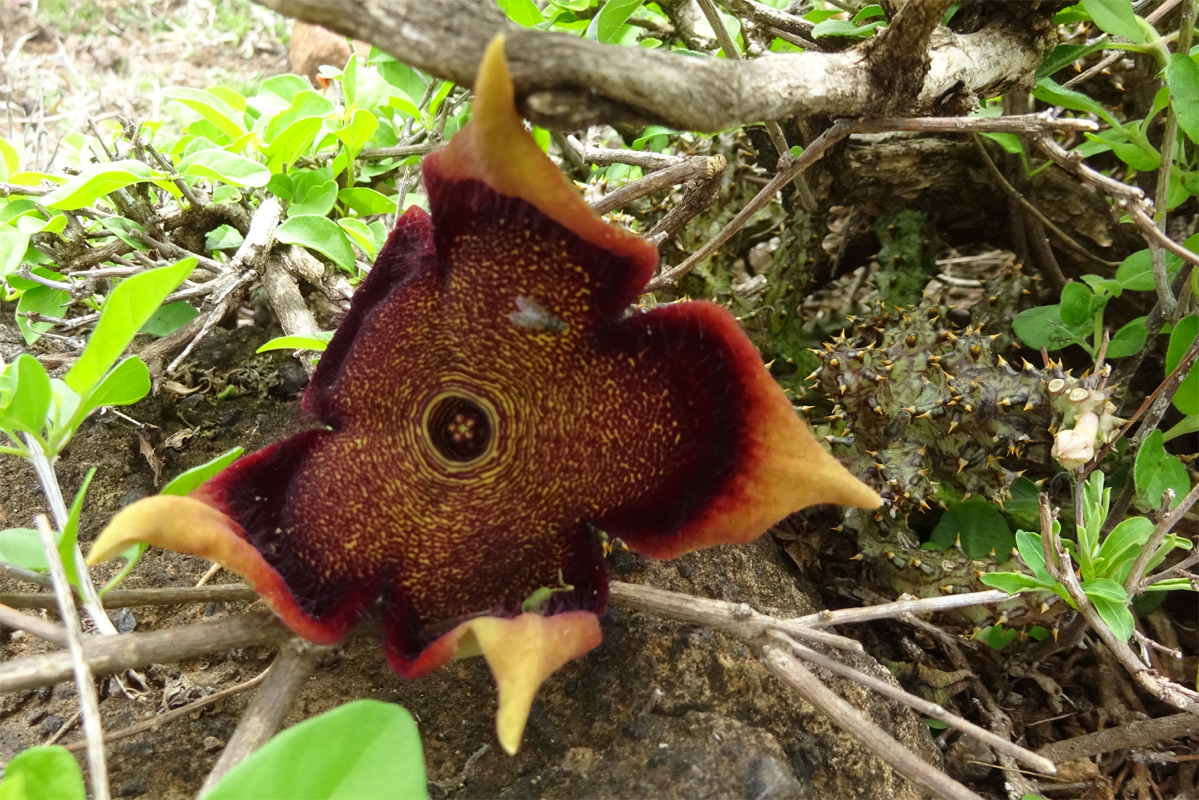 Image of Edithcolea grandis specimen.
