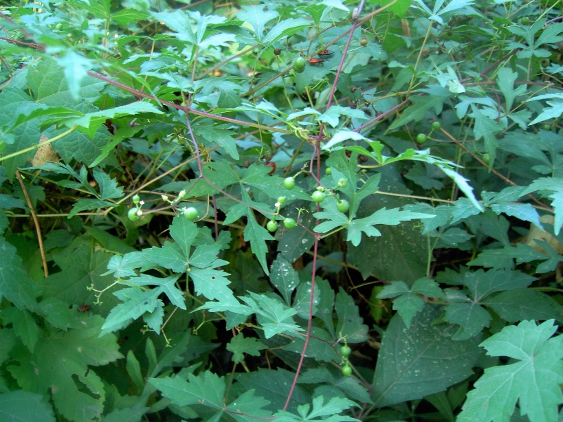 Image of Ampelopsis aconitifolia specimen.