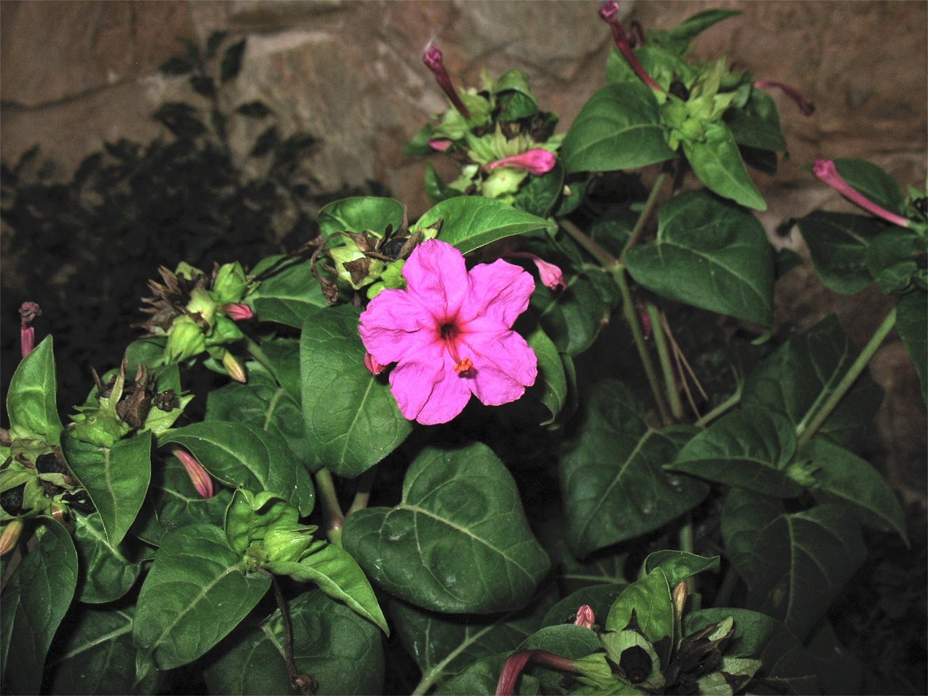 Image of Mirabilis jalapa specimen.