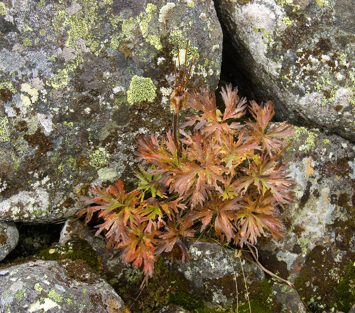 Изображение особи Anemonastrum biarmiense.