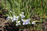 Viola accrescens