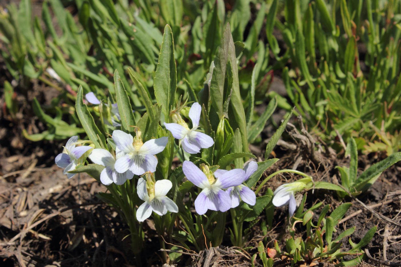 Изображение особи Viola accrescens.