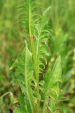 Crepis biennis