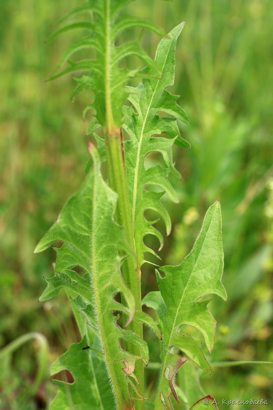 Изображение особи Crepis biennis.