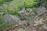Rhododendron mucronulatum