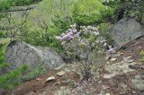 Rhododendron mucronulatum. Цветущее растение. Приморский край, Лазовский р-н, падь Синегорная, скальный комплекс \"Белый город\", выс. около 500 м н.у.м., смешанный лес. 17.05.2020.