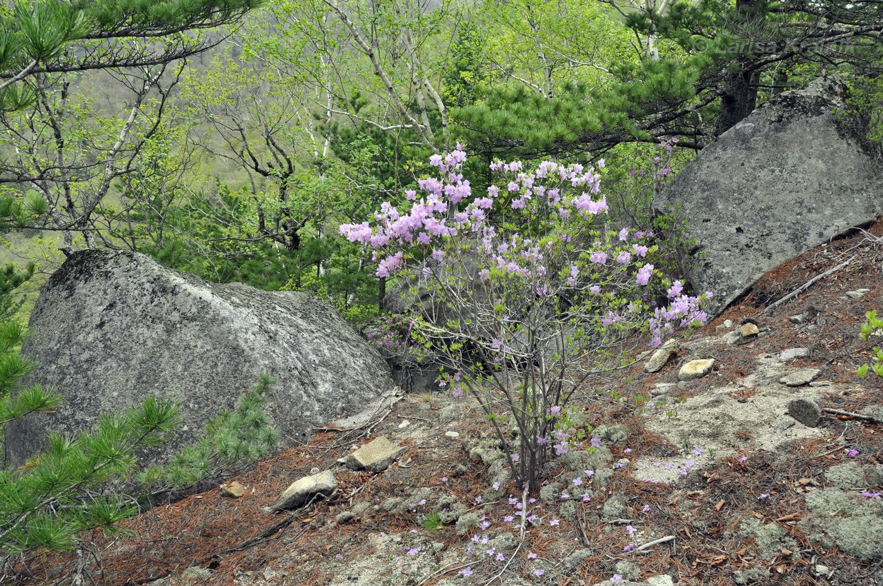 Image of Rhododendron mucronulatum specimen.