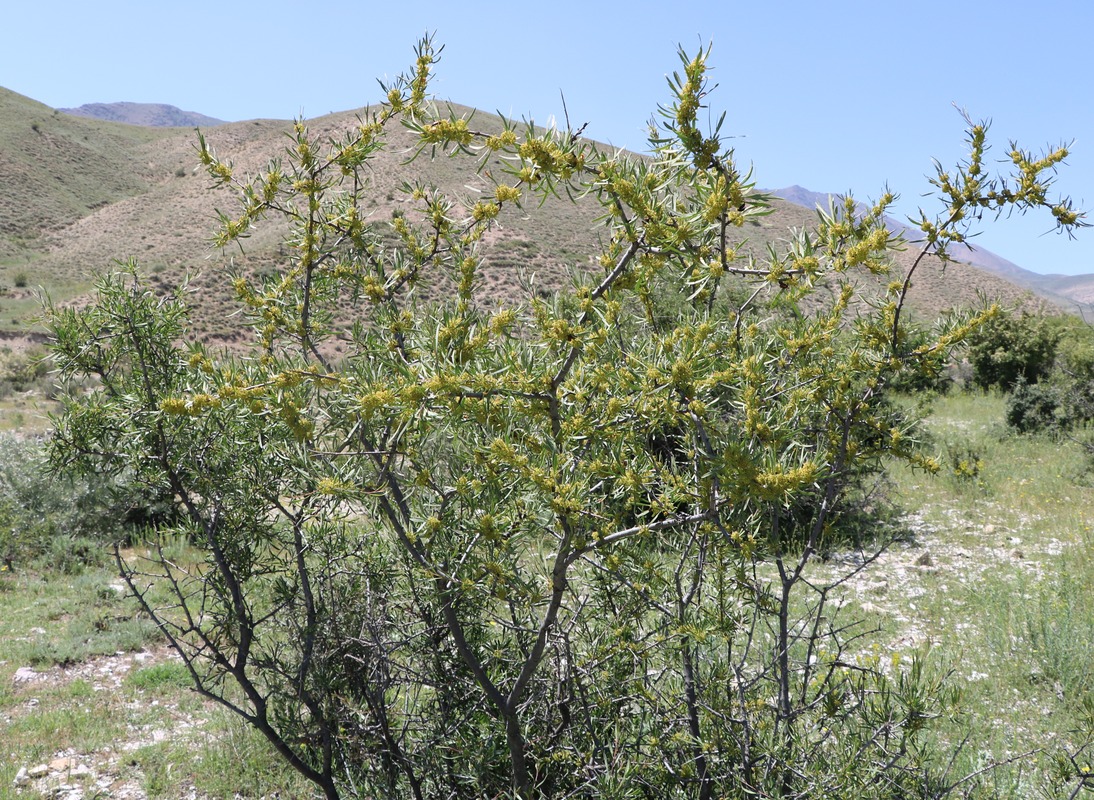 Image of Rhamnus erythroxyloides specimen.