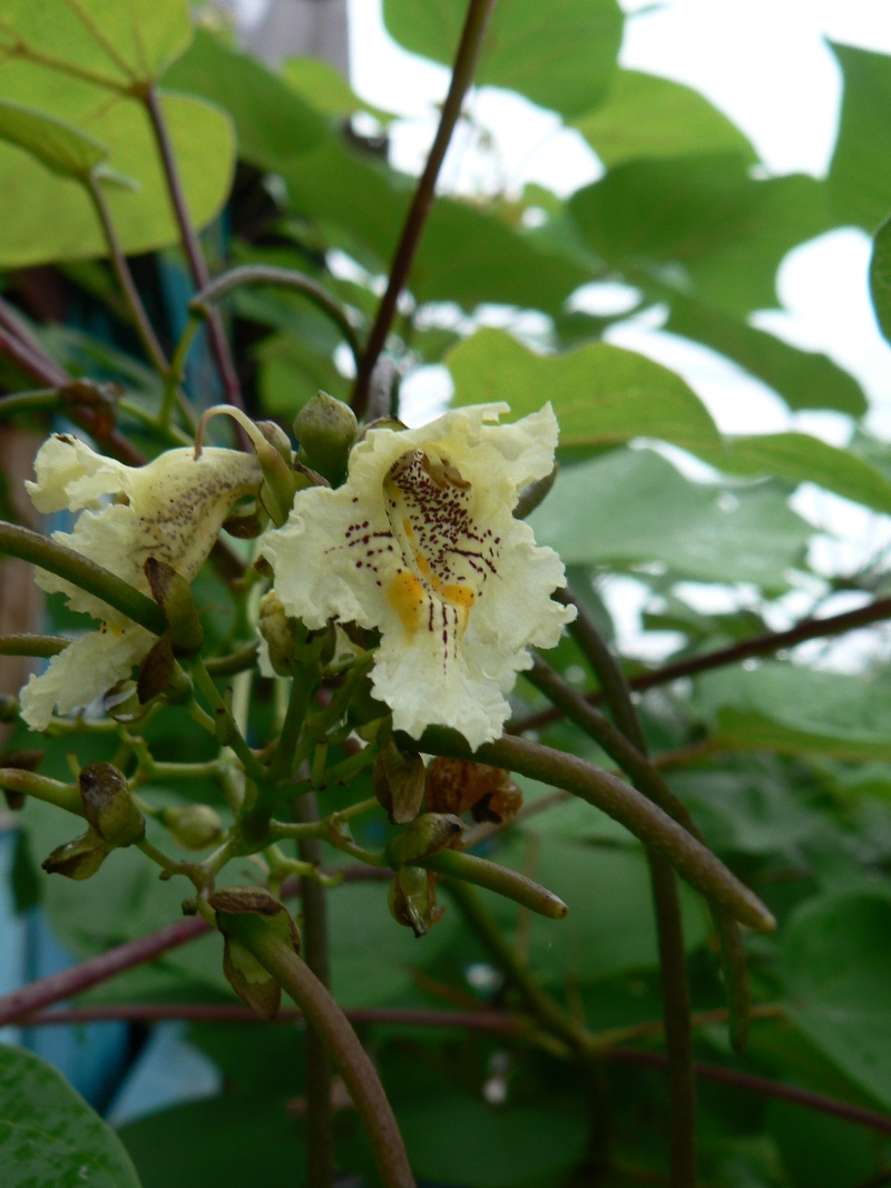 Изображение особи род Catalpa.