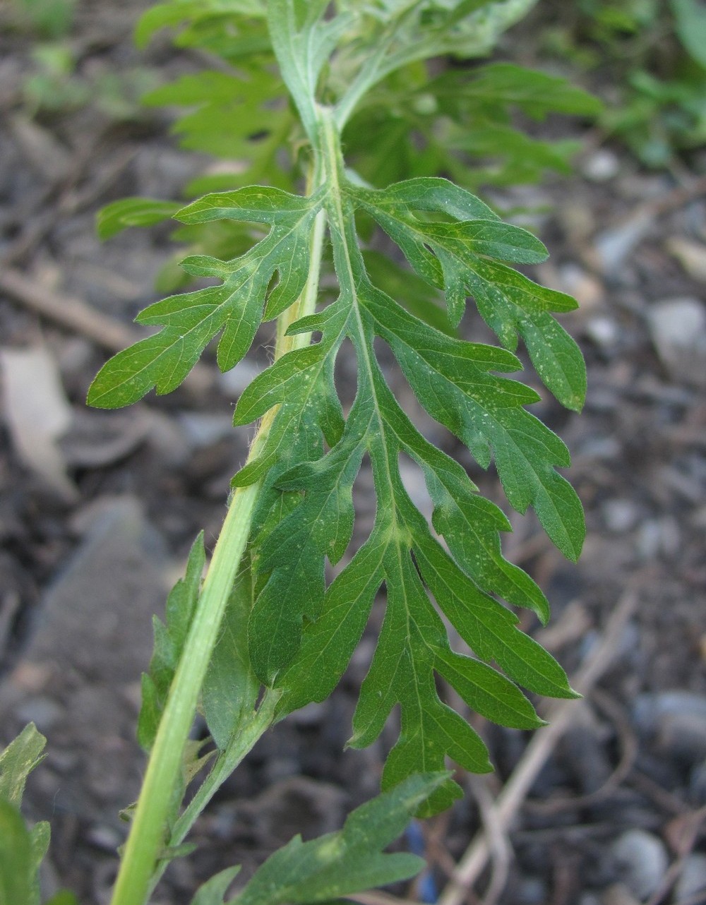 Image of Ambrosia artemisiifolia specimen.