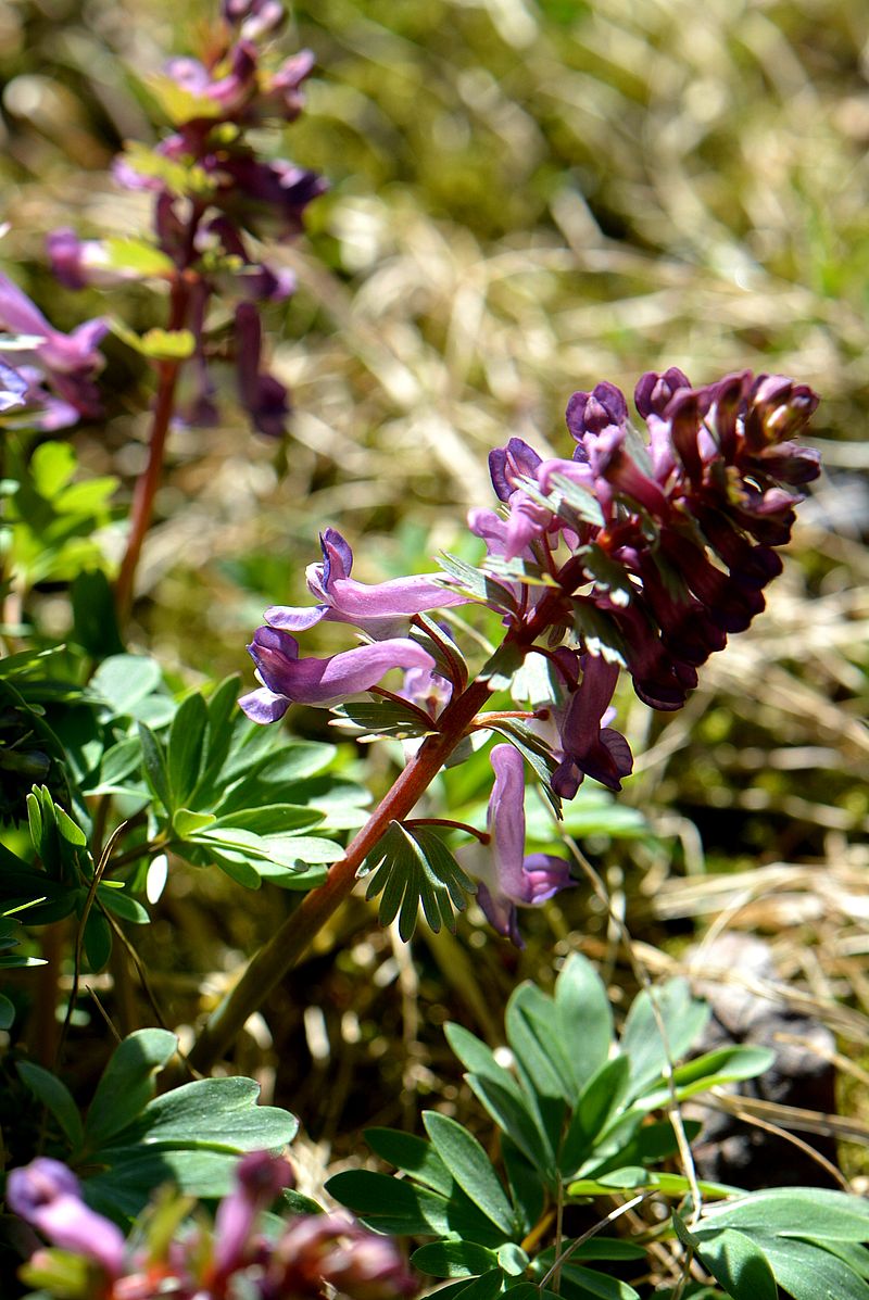 Image of Corydalis solida specimen.