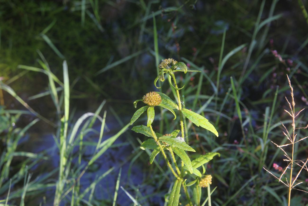 Image of Bidens cernua specimen.