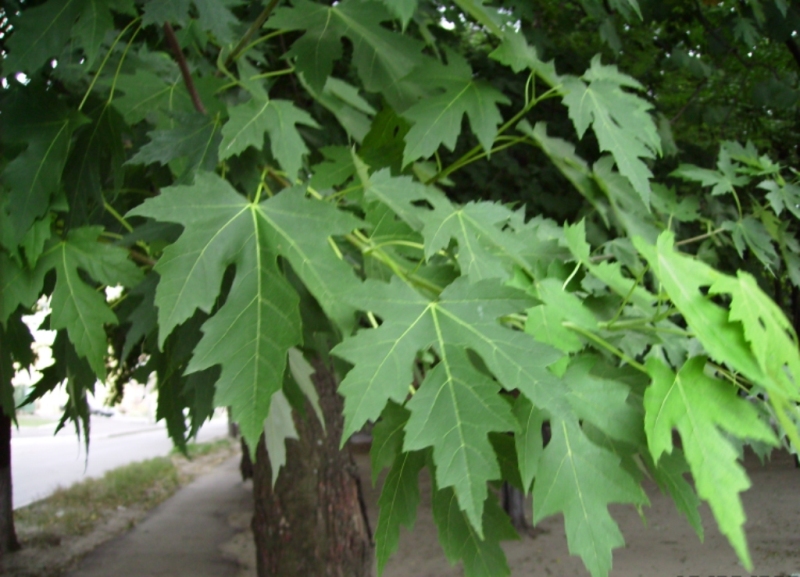 Image of Acer saccharinum specimen.
