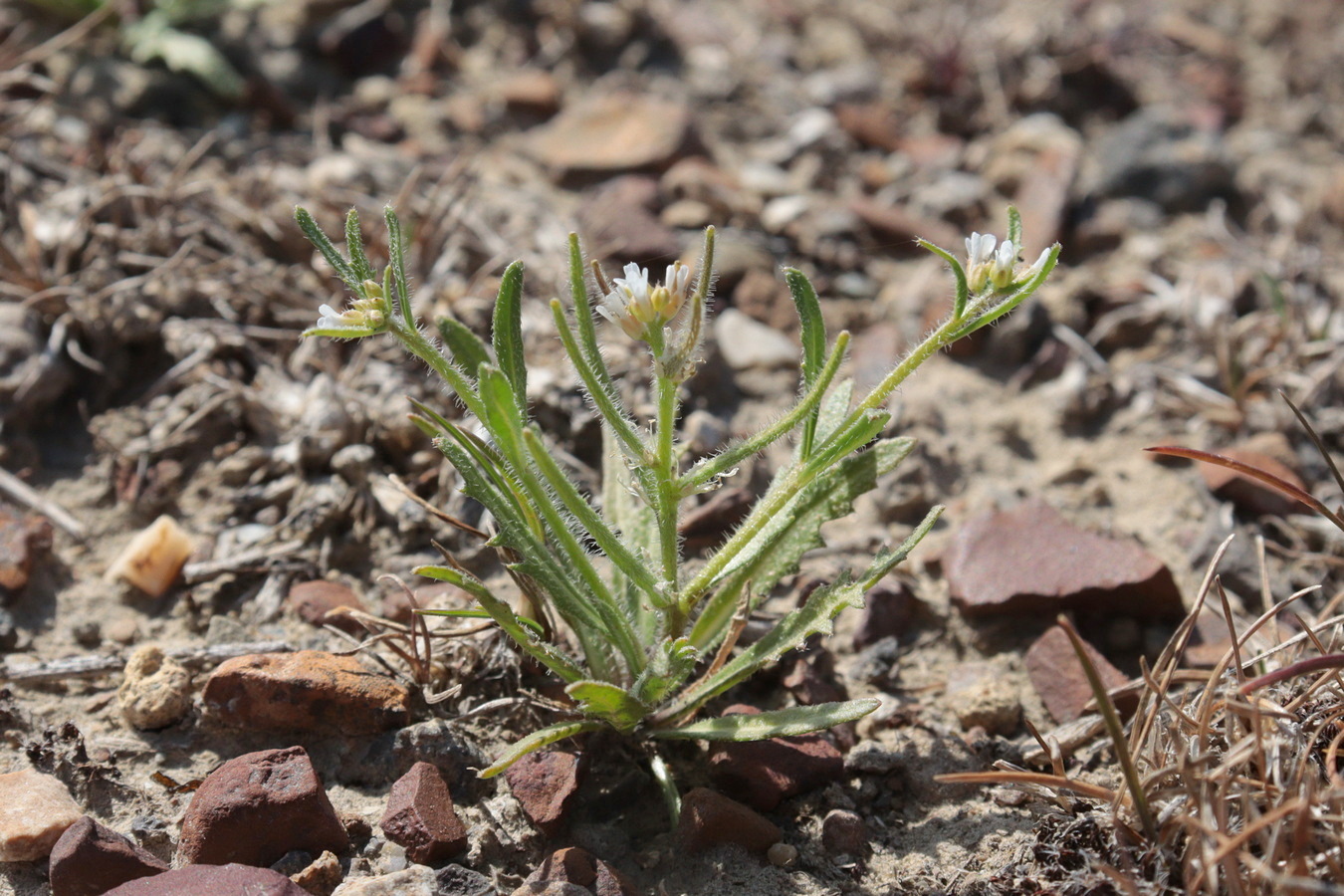 Изображение особи Neotorularia torulosa.