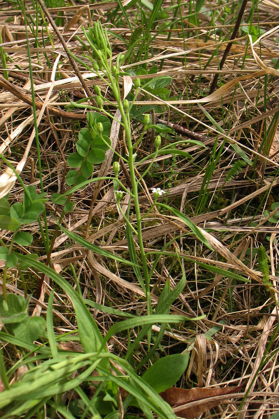 Image of Thesium ebracteatum specimen.