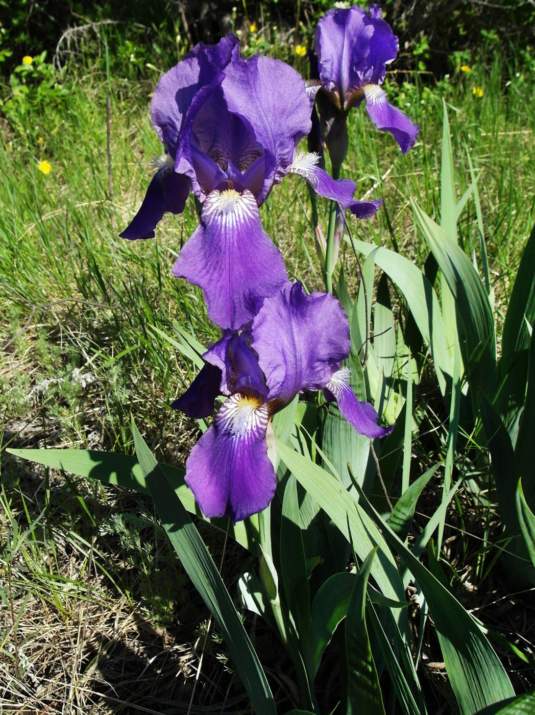 Изображение особи Iris nyaradyana.