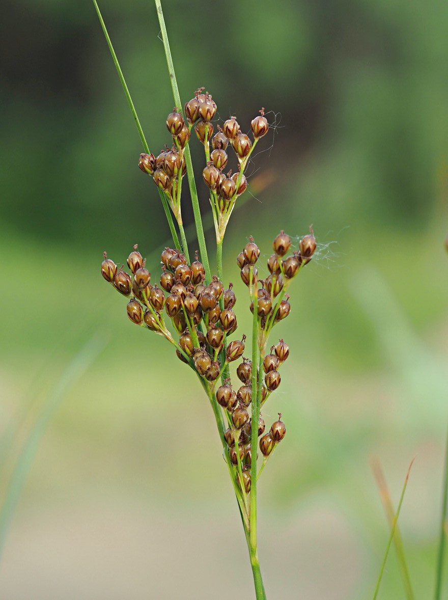 Изображение особи Juncus compressus.