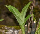 Anguloa virginalis. Побег. Перу, регион Куско, провинция Урубамба, Mariposario de Machu Picchu. 19.10.2019.