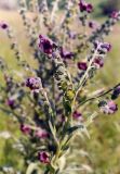 Cynoglossum officinale