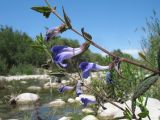 Scutellaria galericulata. Побеги с цветками. Южный Казахстан, Жамбылская обл., пойма р. Асса, галечниковый берег реки. 25 июня 2021 г.