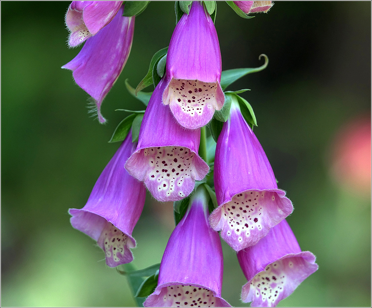 Image of Digitalis purpurea specimen.