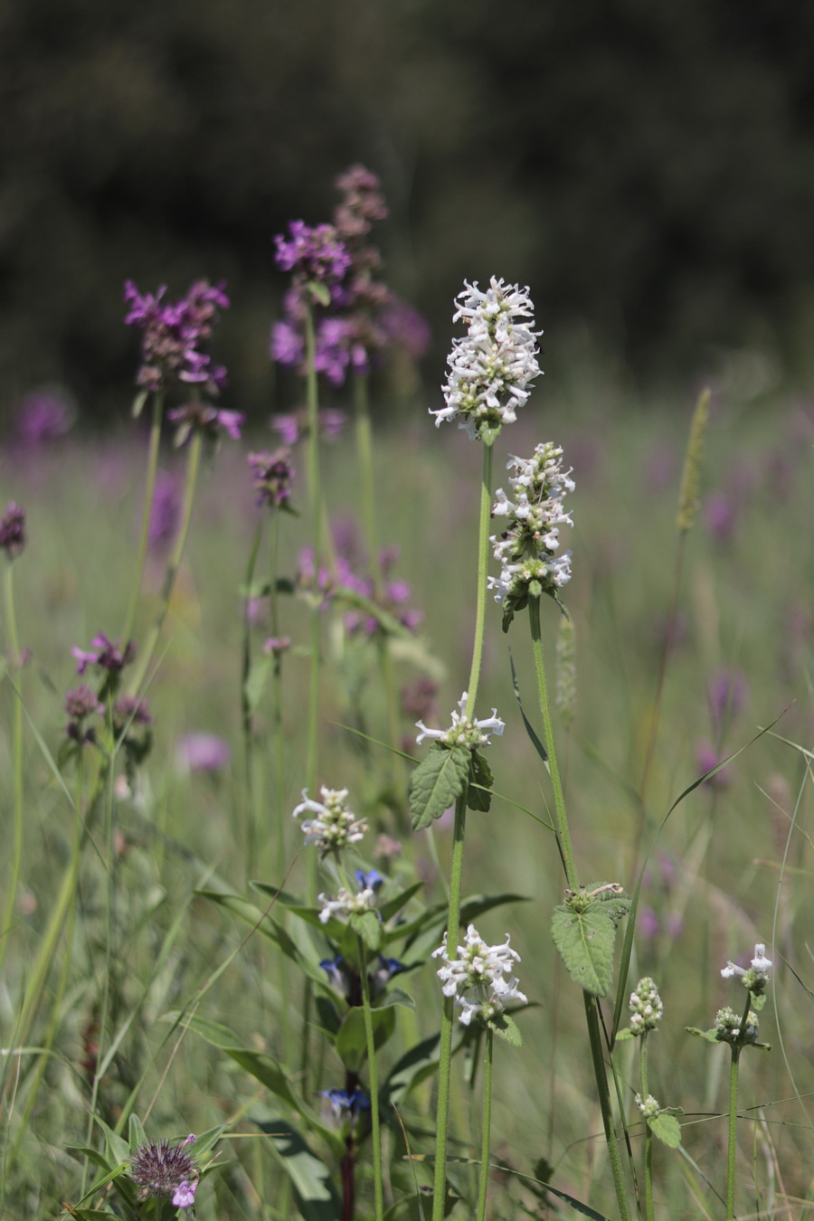 Изображение особи Betonica officinalis.