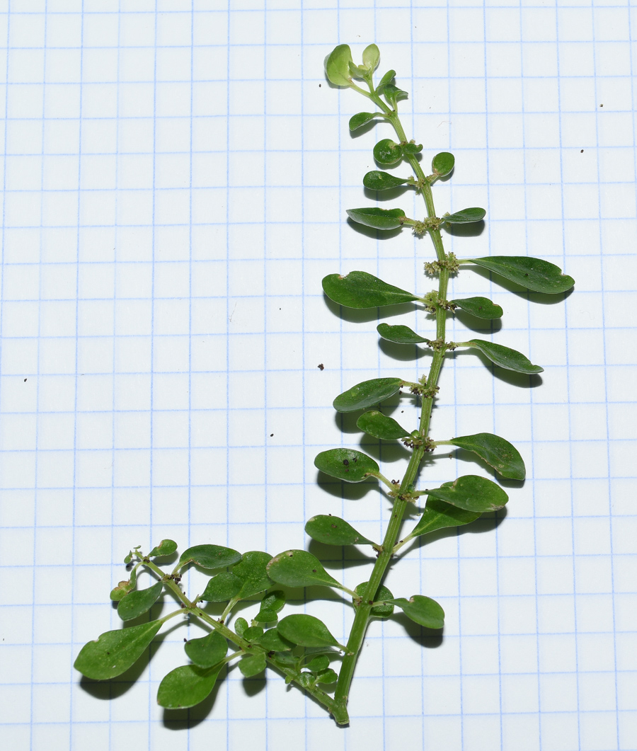 Image of Pilea microphylla specimen.