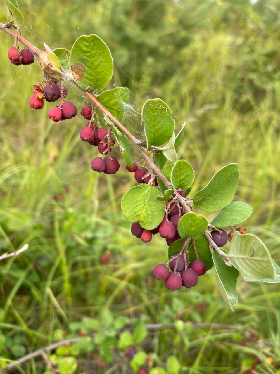 Image of Cotoneaster melanocarpus specimen.