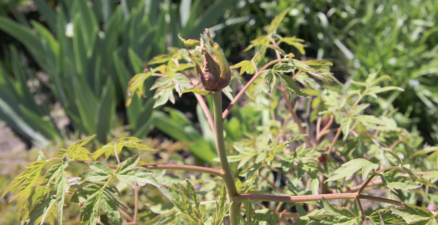 Image of Paeonia suffruticosa specimen.