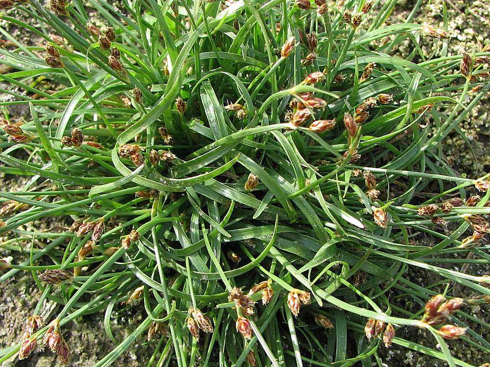 Image of genus Fimbristylis specimen.