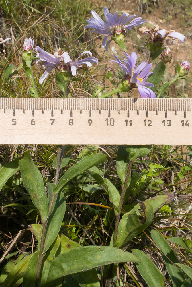 Изображение особи Aster bessarabicus.