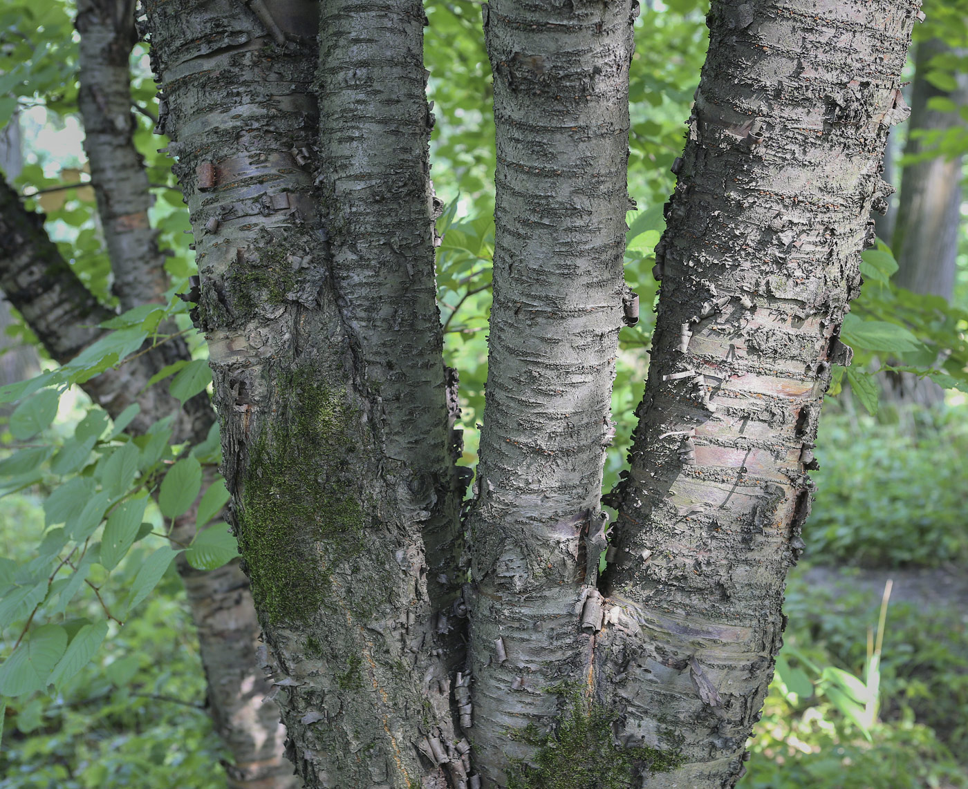 Image of Cerasus sachalinensis specimen.