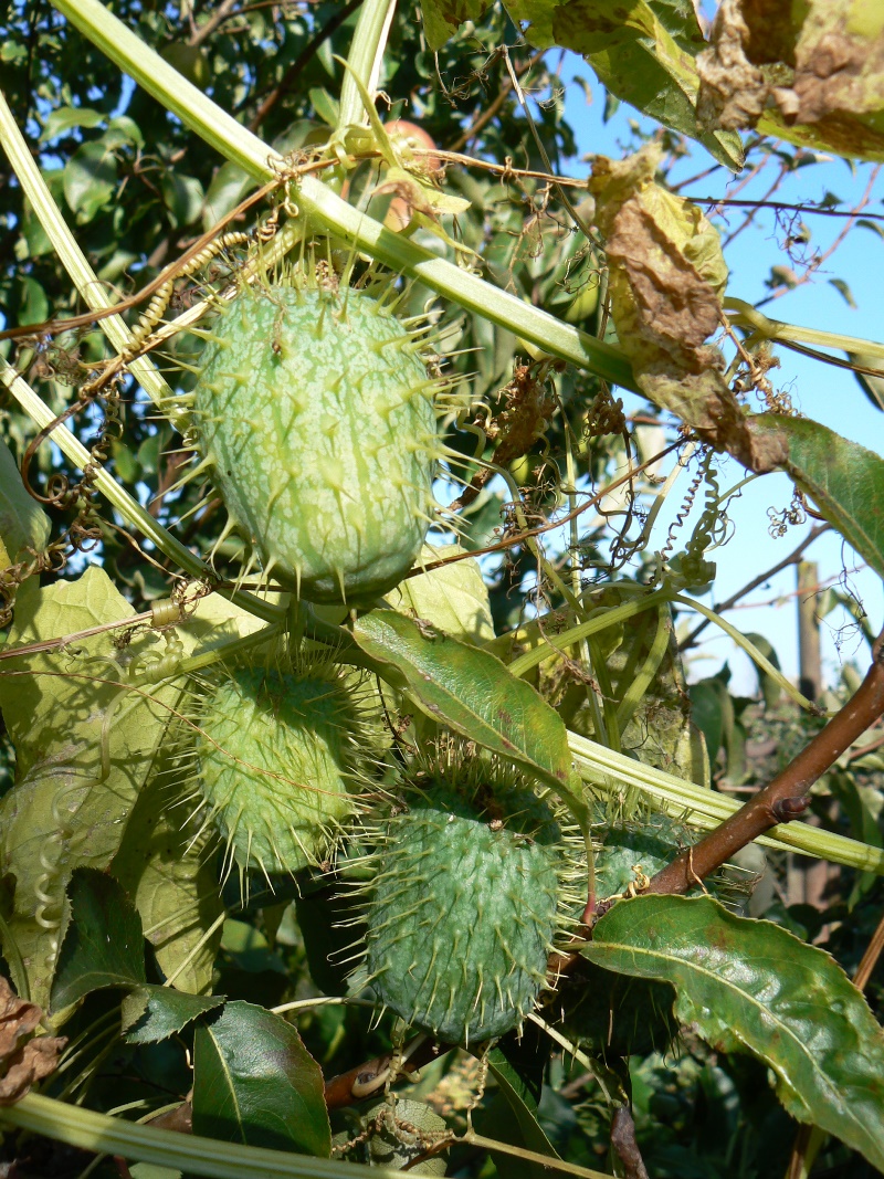 Image of Echinocystis lobata specimen.