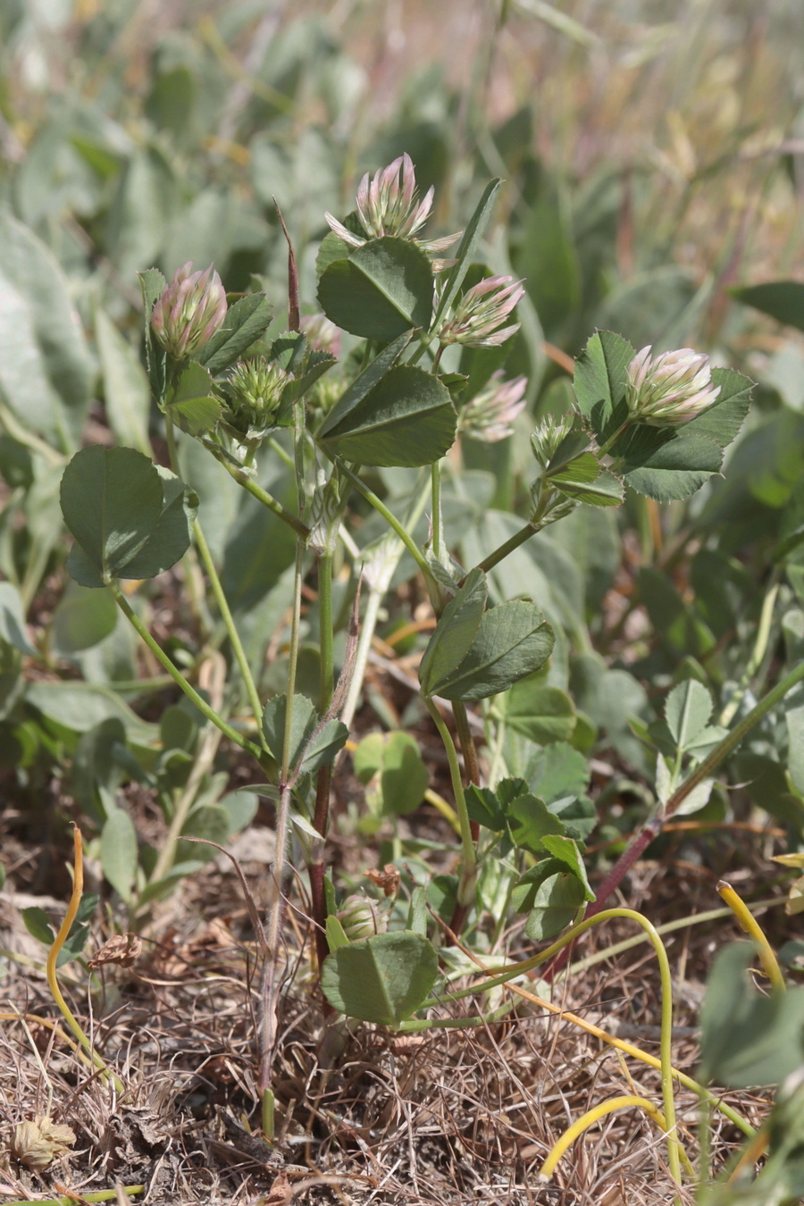 Изображение особи Trifolium angulatum.