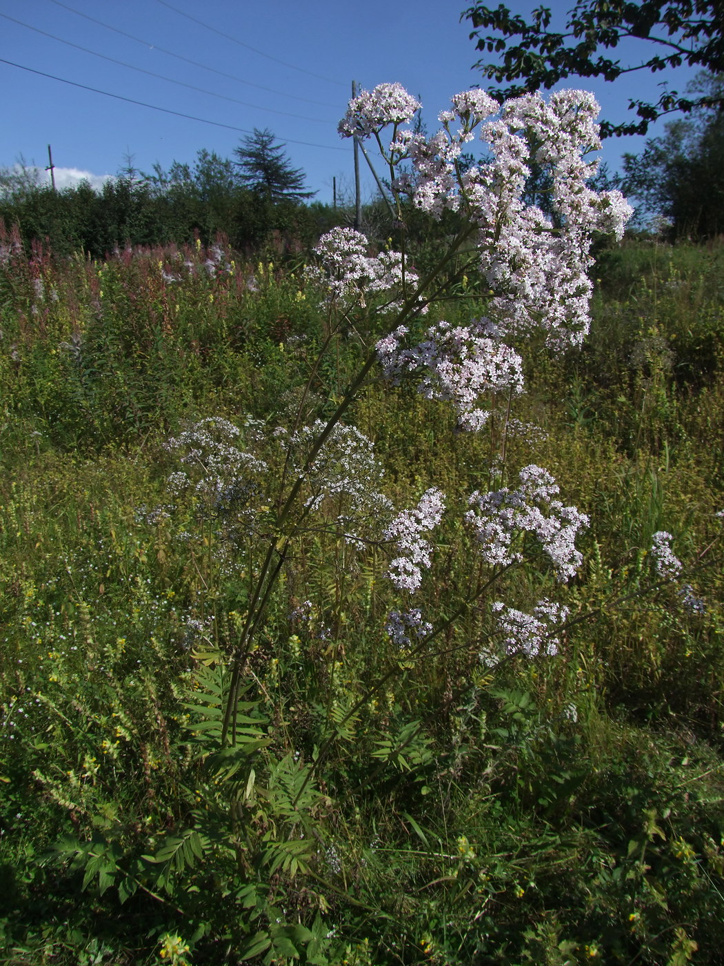 Image of Valeriana transjenisensis specimen.