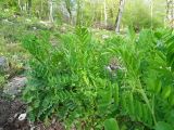 Astragalus glycyphyllos