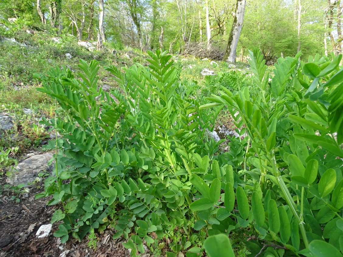 Изображение особи Astragalus glycyphyllos.