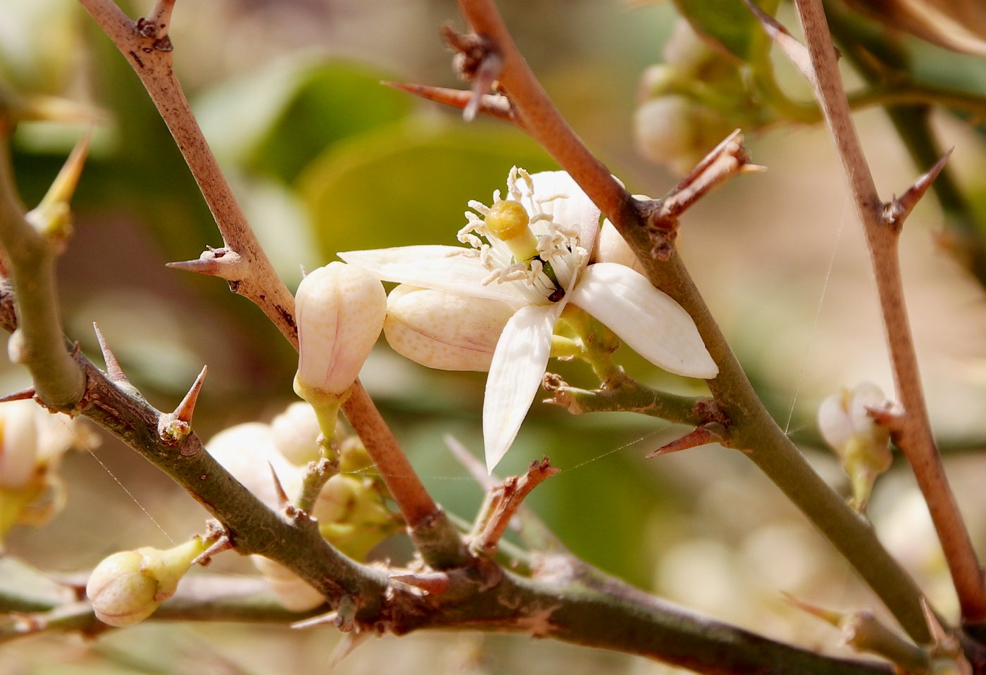 Image of Citrus &times; paradisi specimen.