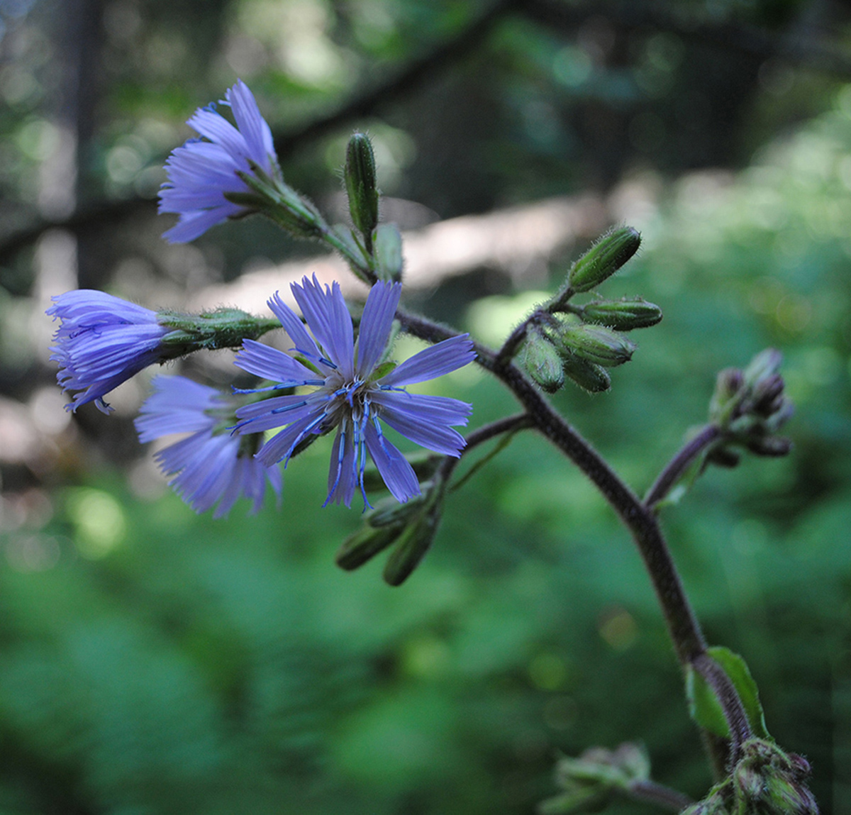 Image of Cicerbita macrophylla specimen.