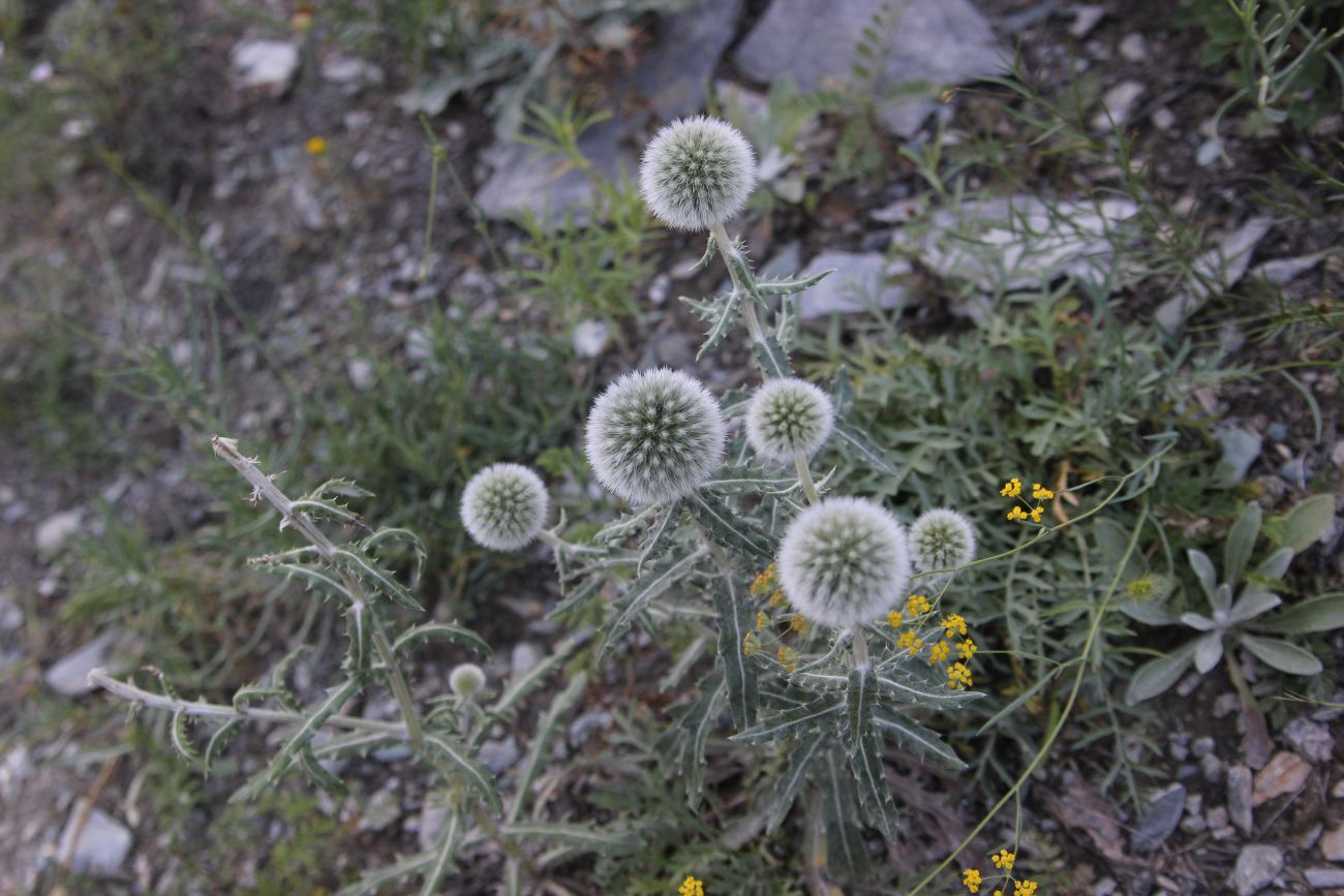 Изображение особи Echinops humilis.