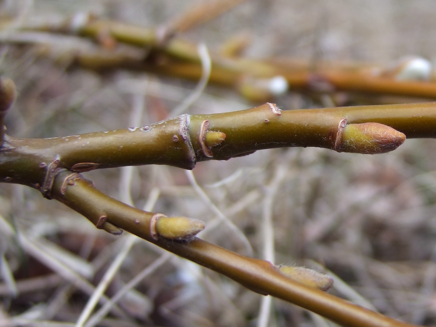 Изображение особи Salix crassijulis.