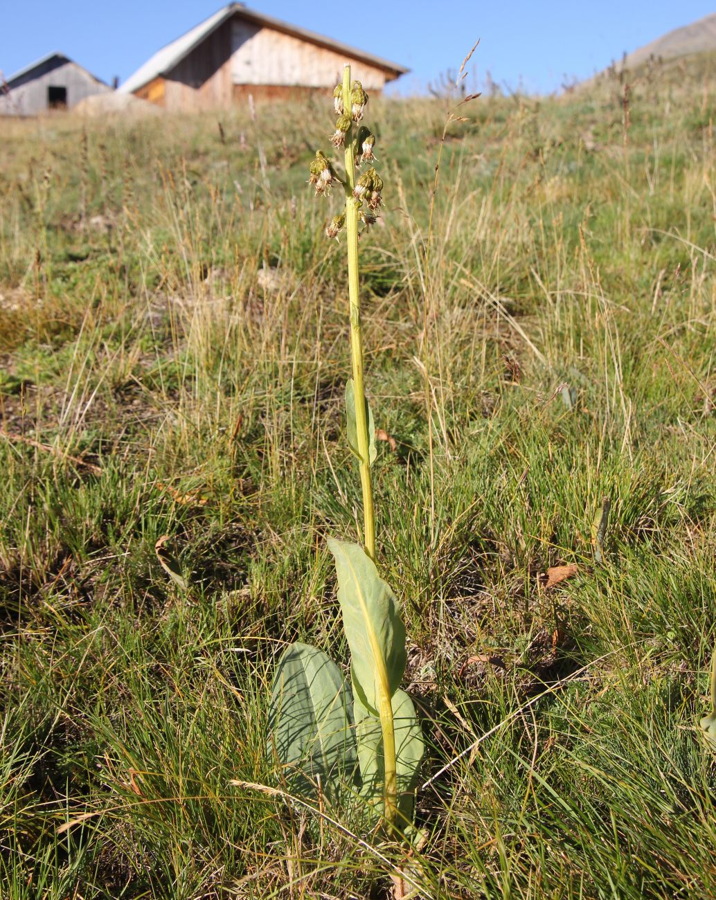 Image of Ligularia altaica specimen.